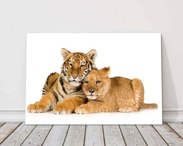 Tiger & Lion Cub Together On A White Background. Big Cats. Canvas Picture - image 1
