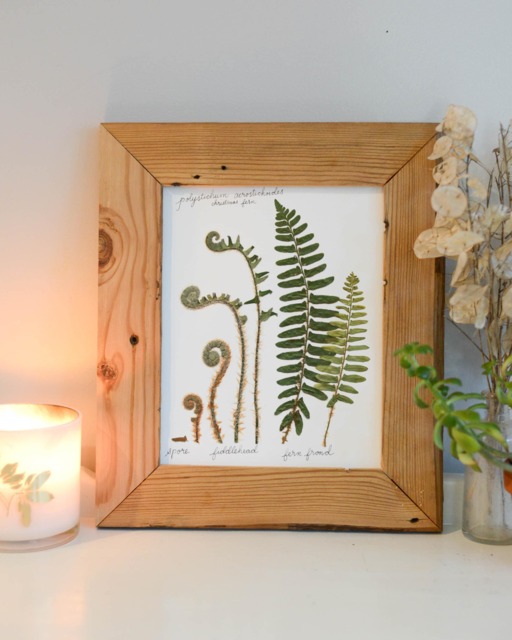 The Lifecycle Collection Christmas Fern - Print Reproduction Artwork Of Pressed Flowers 100% Cotton Rag Paper Scientific Art - image 1