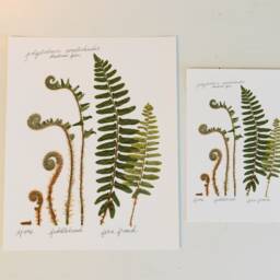 The Lifecycle Collection Christmas Fern - Print Reproduction Artwork Of Pressed Flowers 100% Cotton Rag Paper Scientific Art - thumbnail 3