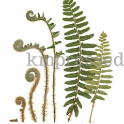 The Lifecycle Collection Christmas Fern - Print Reproduction Artwork Of Pressed Flowers 100% Cotton Rag Paper Scientific Art - thumbnail 2