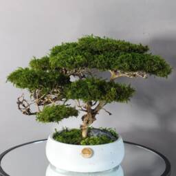Artificial Bonsai Tree, Preserved For Living Room, Japanese Inspired Decor, Modern Home Savanna Acacia Anniversary Gift - thumbnail 2