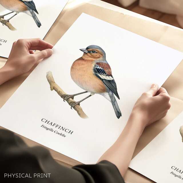 Bird Prints, Chaffinch Art Print, Garden Birds, Lover Gift Ideas, Watching, Illustration, Wall Decor, Home Decor Gifts - image 1