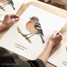 Bird Prints, Chaffinch Art Print, Garden Birds, Lover Gift Ideas, Watching, Illustration, Wall Decor, Home Decor Gifts - thumbnail 1