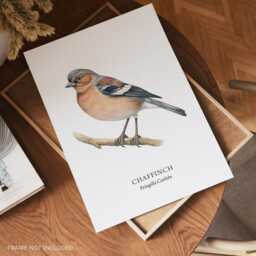 Bird Prints, Chaffinch Art Print, Garden Birds, Lover Gift Ideas, Watching, Illustration, Wall Decor, Home Decor Gifts - thumbnail 2