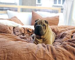 Tobacco Linen Duvet Cover European Bedding, King/Queen Sizes - thumbnail 1