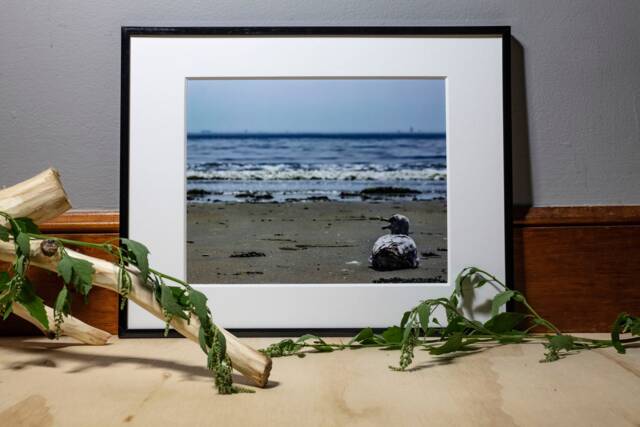 Seagull Photograph, Nature Photography, Wall Art, Bedroom Decor, Living Room Peaceful Photography Prints - image 1