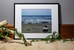 Seagull Photograph, Nature Photography, Wall Art, Bedroom Decor, Living Room Peaceful Photography Prints - thumbnail 1