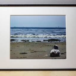 Seagull Photograph, Nature Photography, Wall Art, Bedroom Decor, Living Room Peaceful Photography Prints - thumbnail 2