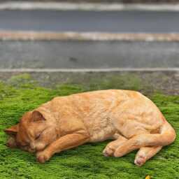 Stone Kitten Ornament Outdoor Sleeping Cat Statue Pet Memorial Figurine Concrete Ginger Sculpture Garden Kitty Decor Lover Gift