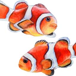 Watercolor Clownfish Set Wall Decal Removable Sea Life Sticker Ocean Fish - Of 2 Decals - thumbnail 3