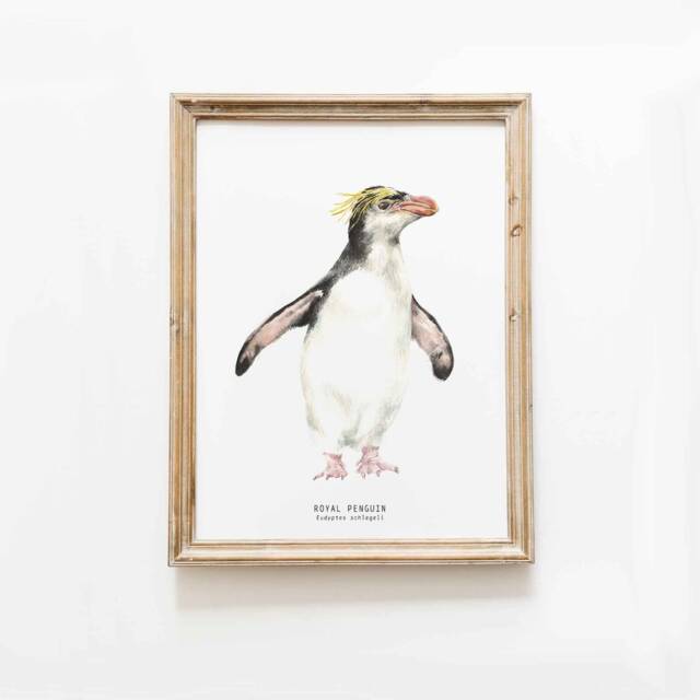 Royal Penguin Watercolor Art Print - Nursery, Living, Bathroom Poster Nature Wall Prints Penguins Home D??cor 8x10 Eudyptes Schlegeli - image 1