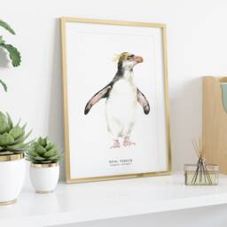 Royal Penguin Watercolor Art Print - Nursery, Living, Bathroom Poster Nature Wall Prints Penguins Home D??cor 8x10 Eudyptes Schlegeli - thumbnail 3