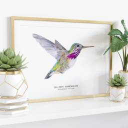Calliope Hummingbird Watercolor Fine Art Print - Bird Lover Poster Gift Nature Wall Hummingbirds Home D??cor Selasphorus Calliope - thumbnail 3
