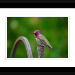 Male Hummingbird Digital Download, Wall Art, Decor, Nature Photography, Wildlife, Instant Download - thumbnail 2