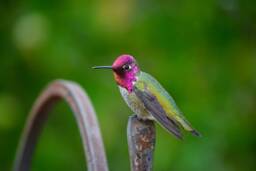 Male Hummingbird Digital Download, Wall Art, Decor, Nature Photography, Wildlife, Instant Download