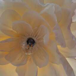 Handmade Cream Crepe Paper Flower Wall Lamp Nursery Bedroom Decor - 55-60 cm - thumbnail 4