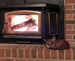 Bronze Red Fox Sculpture Curled Sleeping Vixen Hot Cast Using Lost Wax Method - thumbnail 1