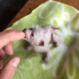 Realistic Hairless Micro Chihuahua in Silicone - Ultrarealistic Sculpture Handmade By Laira Maganuco - thumbnail 2