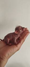 Realistic Hairless Micro Chihuahua in Silicone - Ultrarealistic Sculpture Handmade By Laira Maganuco - thumbnail 1