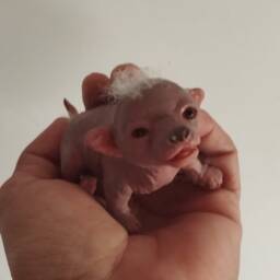 Realistic Hairless Micro Chihuahua in Silicone - Ultrarealistic Sculpture Handmade By Laira Maganuco - thumbnail 3