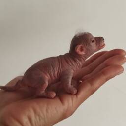 Realistic Hairless Micro Chihuahua in Silicone - Ultrarealistic Sculpture Handmade By Laira Maganuco - thumbnail 4