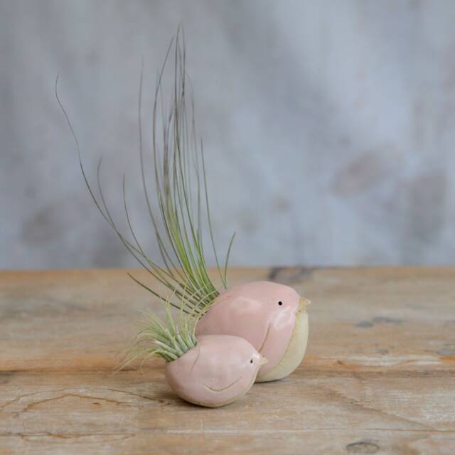 Bird Air Plant Holder With in Pale Pink - image 1