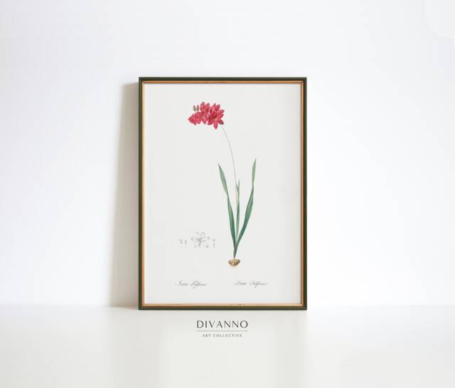 Redout?? Narrow-Leaved Ixia Flower Print, Botanical Wall Art - image 1