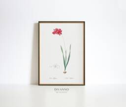 Redout?? Narrow-Leaved Ixia Flower Print, Botanical Wall Art - thumbnail 1