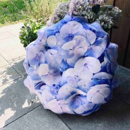 Hydrangea Flower Pillow 3D Print, Farmhouse Decor, Flower Gift - thumbnail 4