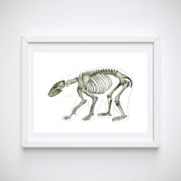 Bear Skeleton Watercolor Print - Animal Anatomy Art - thumbnail 1