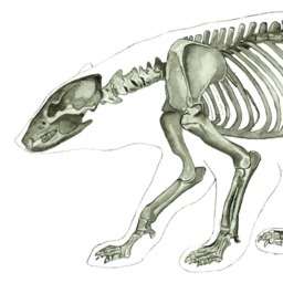Bear Skeleton Watercolor Print - Animal Anatomy Art - thumbnail 2