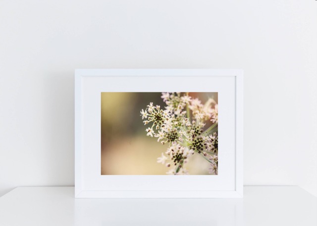 "Fine Art Photography /Wall Decor/Floral Print Summer Pastel - 12"" X 10"