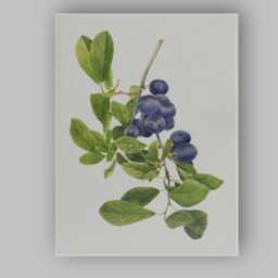 Vintage Sloe Berry Botanical Branch Illustration Canvas Wall Art Print Decor Picture Ready To Hang - thumbnail 1