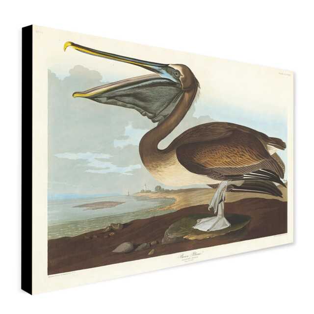 John James Audubon Pelican Print - Vintage Bird Art, Canvas Or Photo - image 1