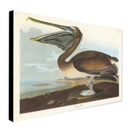 John James Audubon Pelican Print - Vintage Bird Art, Canvas Or Photo - thumbnail 1