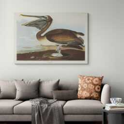 John James Audubon Pelican Print - Vintage Bird Art, Canvas Or Photo - thumbnail 2