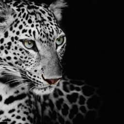 3D Leopard Wallpaper, Black Animal Wall Mural, Peel & Stick - thumbnail 3