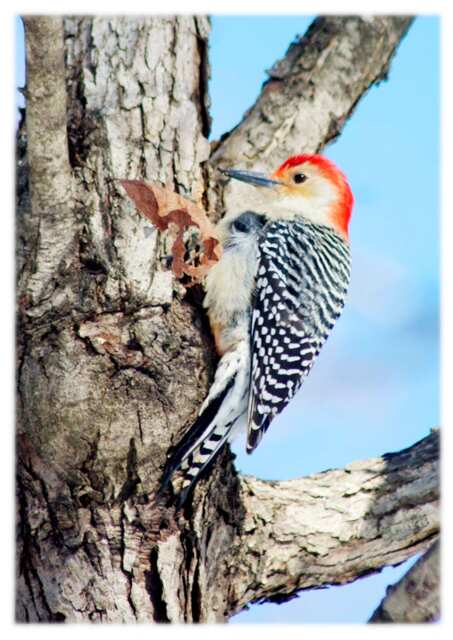 Red-Bellied Woodpecker, Wild Bird Photography - Nature, Animal Home Decor Fine Art Print Or Note Cards