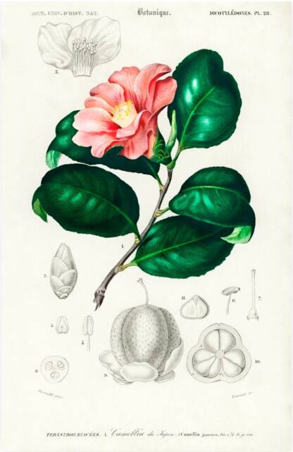 Vintage Camellia Print, Nature Flower Print