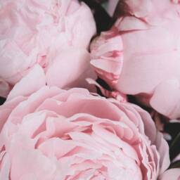 Peonies Print Blush Pink Peony Flowers Photo Art Poster - thumbnail 2