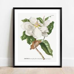 Vintage Magnolia Art Print Botanical Floral Wall Poster - thumbnail 2