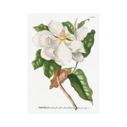 Vintage Magnolia Art Print Botanical Floral Wall Poster - thumbnail 3