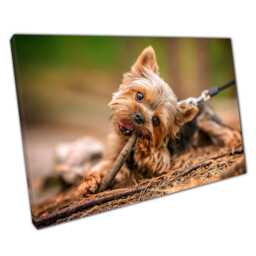 Adorable Yorkshire Terrier Puppy Canvas Wall Art - Playful Dog With Stick Home Decor Print - thumbnail 1