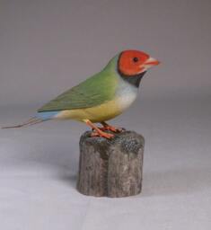 Gouldian Finch - White-Breast Hand Carved Wooden Bird - thumbnail 2