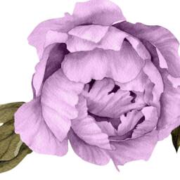 Purple Peony #16 Removable Fabric Wall Decal Individual Blooming Peonies Baby Girl Room Nursery Decor - Customize Your Own Sticker Set - thumbnail 4