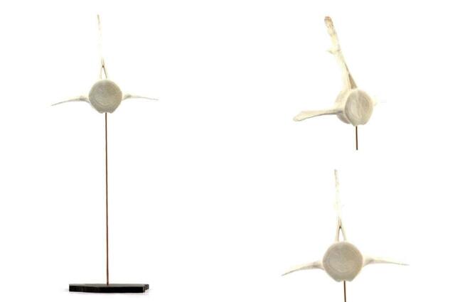 Minimalist Sculpture - Fish Bone Paleontology Osteology Aviation - image 1