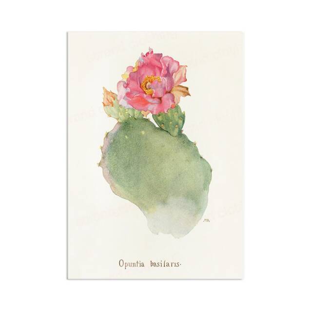 Antique Botanical Art Print Poster Vintage Wall Flowers Floral Cactus Cacti Succulents Nature Leaf Plant Illustration Edwardian A3 - image 1