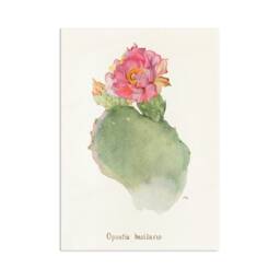 Antique Botanical Art Print Poster Vintage Wall Flowers Floral Cactus Cacti Succulents Nature Leaf Plant Illustration Edwardian A3 - thumbnail 1