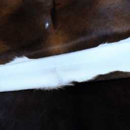 Natural Large Brown & White Cowhide - Hair-On Leather Rug For Modern Spaces - thumbnail 3