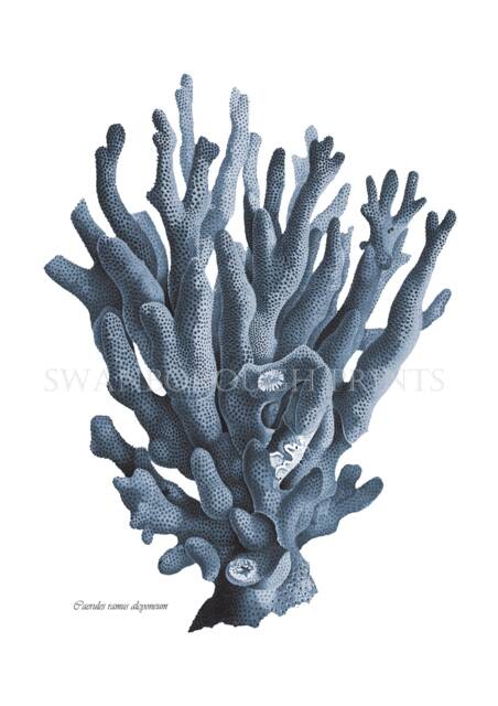 Navy Blue Coral Print On Smooth Watercolour Paper. Beach Bathroom Sea Life Print. Sealife - image 1